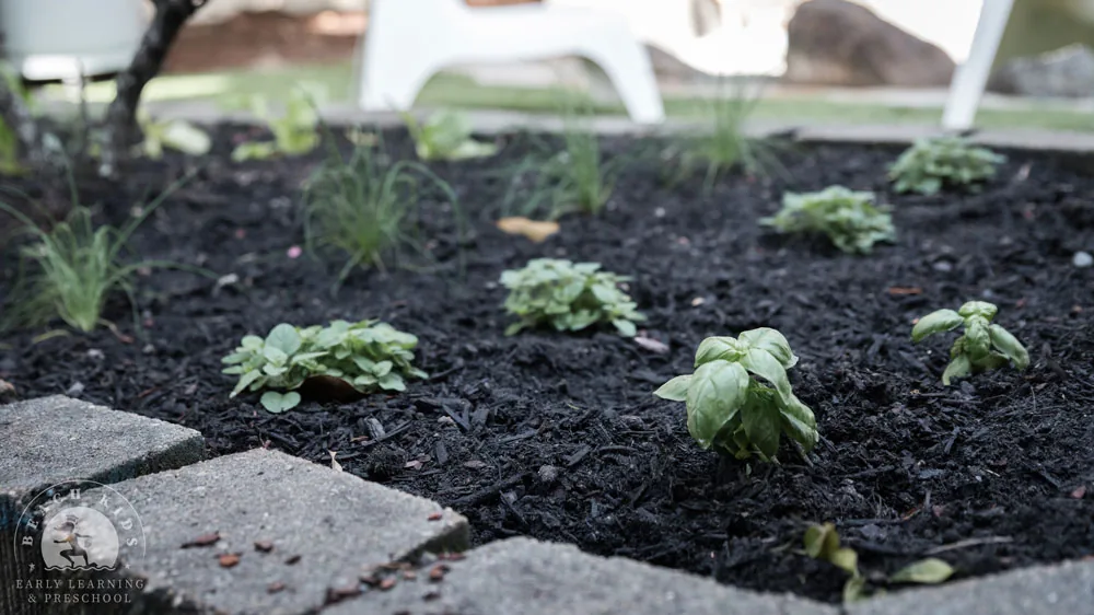 Seedlings growing in the garden beds in the Cabarita outdoor yard